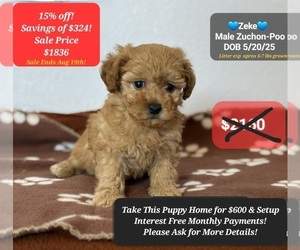 Poodle (Toy)-Zuchon Mix Puppy for sale in TUCSON, AZ, USA
