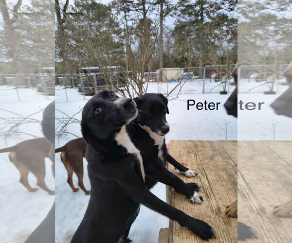 Medium Photo #5 Mutt Puppy For Sale in Farmerville, LA, USA