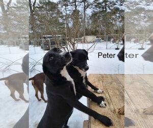 Peter (P pup) - Male Mutt Dog for Adoption - Photo #5