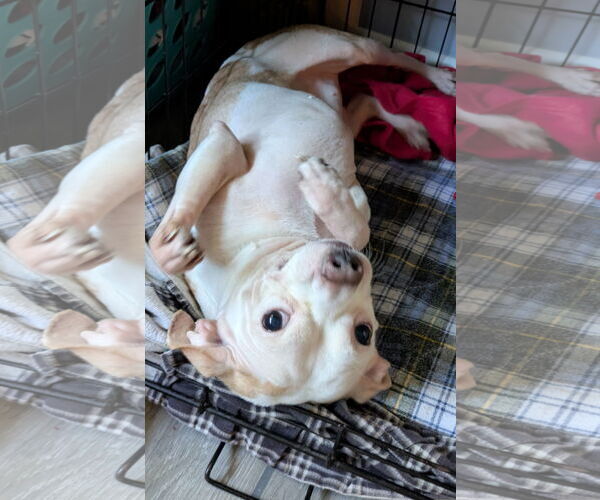 Medium Photo #2 Chihuahua-Unknown Mix Puppy For Sale in Sanford, FL, USA