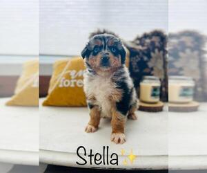 Australian Shepherd Puppy for sale in ALGOOD, TN, USA