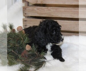 Goldendoodle-Poodle (Miniature) Mix Puppy for sale in STANLEY, WI, USA