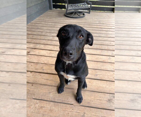 Medium Photo #2 Labrador Retriever-Unknown Mix Puppy For Sale in FRAMINGHAM, MA, USA