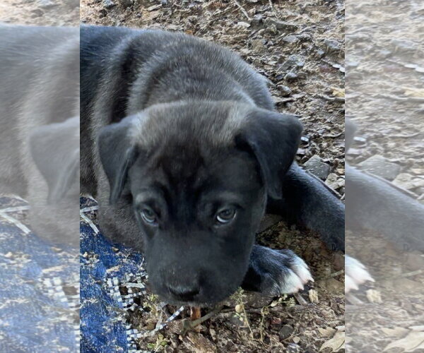 Medium Photo #5 Labrador Retriever-Unknown Mix Puppy For Sale in Rockaway, NJ, USA