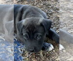 Small #4 Labrador Retriever Mix
