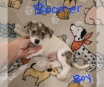Small #6 Chizer