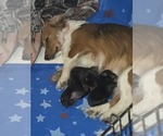 Small Photo #1 Dachshund Puppy For Sale in SPIRO, OK, USA