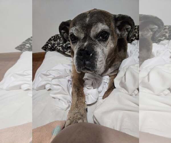 Medium Photo #1 Boxer Puppy For Sale in Burnsville, MN, USA