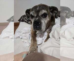 Boxer Dogs for adoption in Burnsville, MN, USA