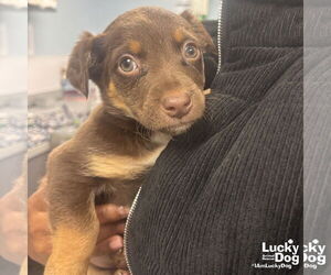 Australian Shepherd-Unknown Mix Dogs for adoption in Washington, DC, USA