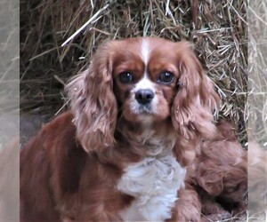 Mother of the Cavalier King Charles Spaniel puppies born on 07/27/2021