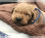 Puppy Blue male Goldendoodle