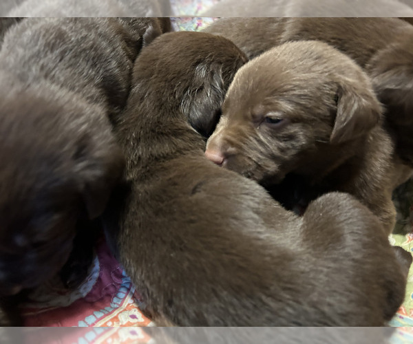 Medium Photo #23 Labrador Retriever Puppy For Sale in MARYVILLE, TN, USA