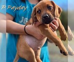 Small #3 Mutt