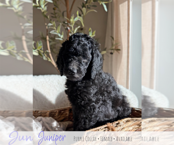 Medium Photo #1 Goldendoodle mix (+ Poodle Standard) Puppy For Sale in CARTHAGE, TN, USA