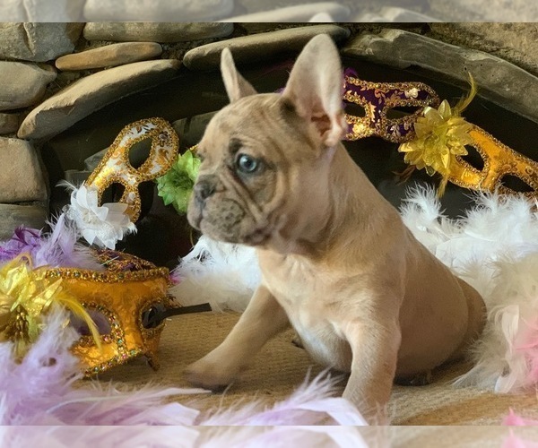 Medium Photo #7 French Bulldog Puppy For Sale in PASO ROBLES, CA, USA