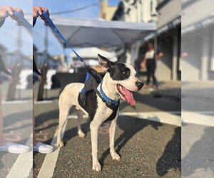 Radar - Ready for Fun! - Male Bullypit Dog for Adoption - Photo #26