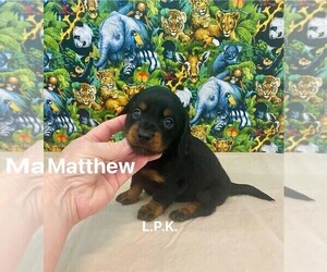 Dachshund Puppy for sale in WINNSBORO, LA, USA