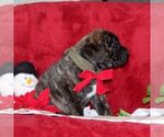 Small #1 Mastiff