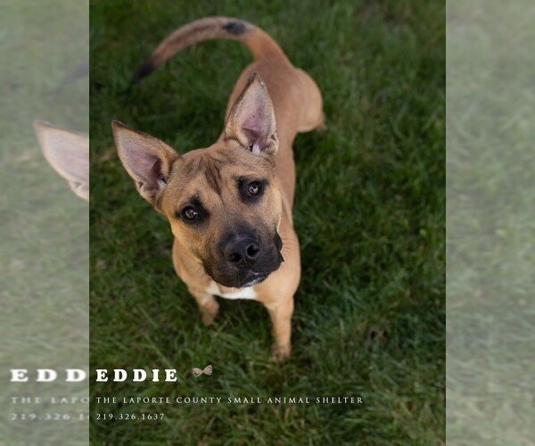 Medium Photo #4 Boxer-Unknown Mix Puppy For Sale in La Porte, IN, USA