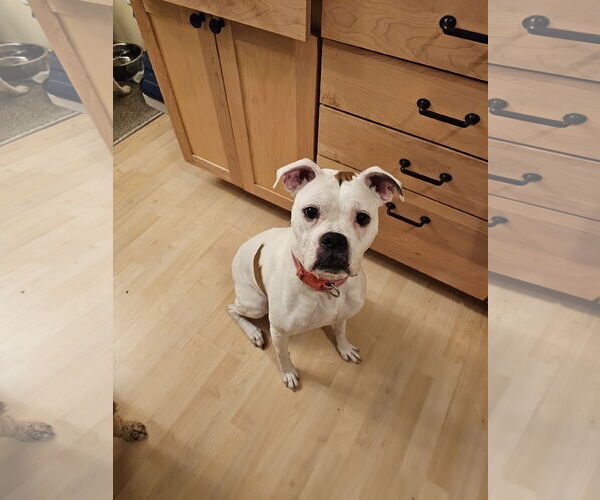 Medium Photo #2 Boxer Puppy For Sale in Woodbury, MN, USA