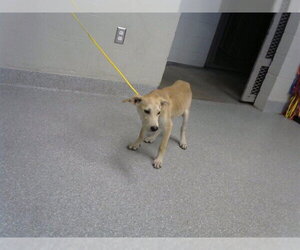 Labrador Retriever-Unknown Mix Dogs for adoption in Pasadena, TX, USA
