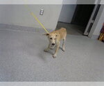 Small Labrador Retriever Mix