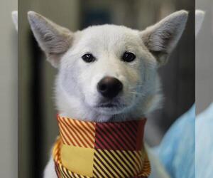 Finnish Spitz-Unknown Mix Dogs for adoption in San Antonio, TX, USA