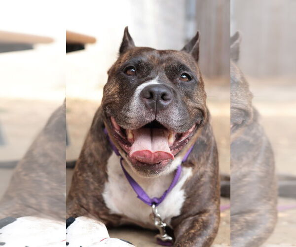 Medium Photo #58 Mutt Puppy For Sale in Philadelphia, PA, USA