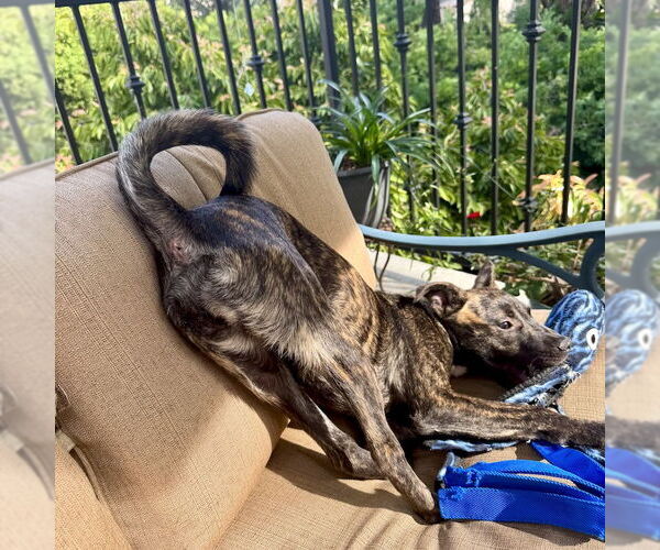 Medium Photo #4 Mutt Puppy For Sale in San Juan Capistrano, CA, USA