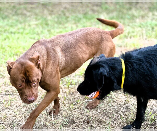 Medium Photo #9 Coonhound-Labrador Retriever Mix Puppy For Sale in Houston, TX, USA