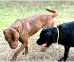 Small Photo #9 Coonhound-Labrador Retriever Mix Puppy For Sale in Houston, TX, USA