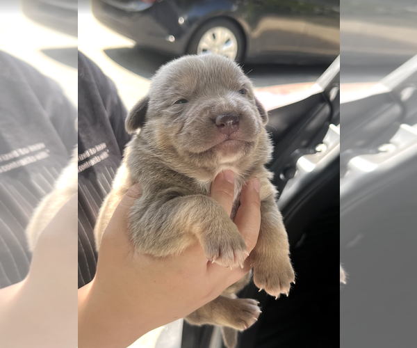 Medium Photo #4 Mutt Puppy For Sale in Rockville, MD, USA