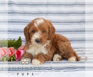 Goldendoodle (Miniature) Puppy for sale in DORNSIFE, PA, USA