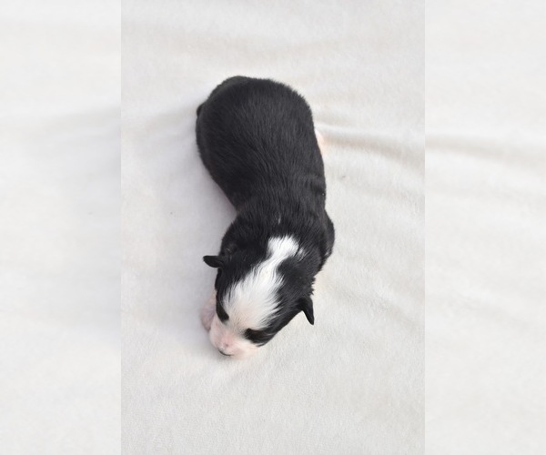 Medium Photo #5 Miniature Australian Shepherd Puppy For Sale in PALM COAST, FL, USA