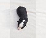 Small #4 Miniature Australian Shepherd