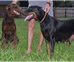 Small Photo #5 Doberman Pinscher Puppy For Sale in MONROE, NC, USA
