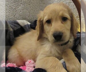 Goldendoodle Puppy for sale in FARMINGTON, NY, USA