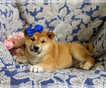 Small Photo #4 Shiba Inu Puppy For Sale in OXFORD, PA, USA