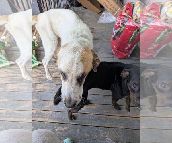Medium Photo #8 Great Pyrenees Puppy For Sale in Orange Grove, TX, USA