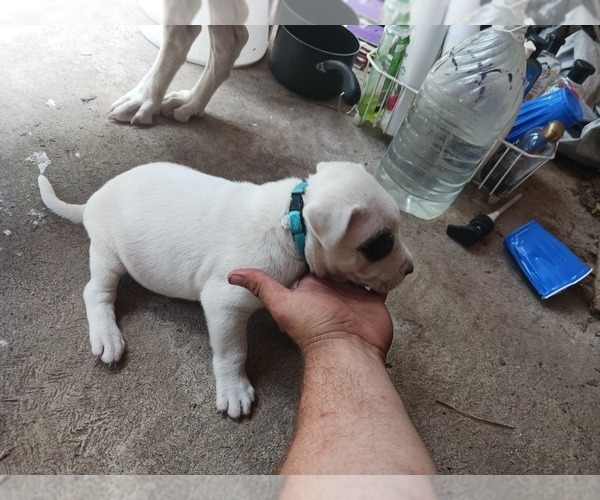 Medium Photo #4 American Staffordshire Terrier-Dogo Argentino Mix Puppy For Sale in CANTON, TX, USA