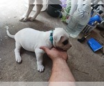 Small #3 American Staffordshire Terrier-Dogo Argentino Mix