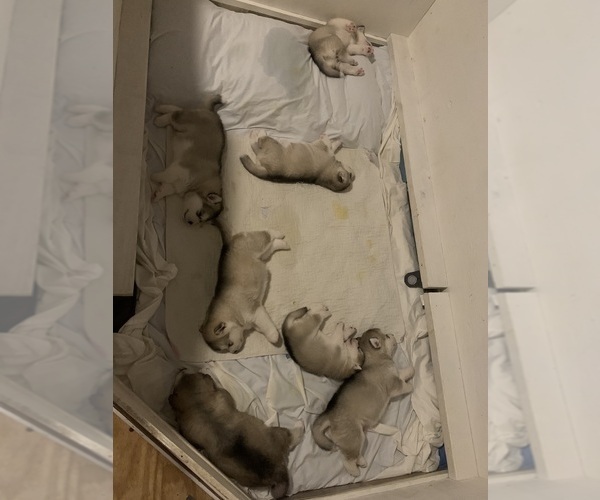 Medium Photo #2 Alaskan Malamute Puppy For Sale in DEFUNIAK SPRINGS, FL, USA