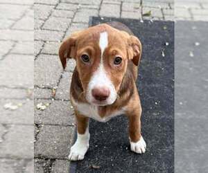 Medium Labrador Retriever Mix