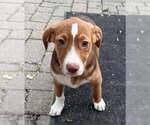 Small Labrador Retriever Mix