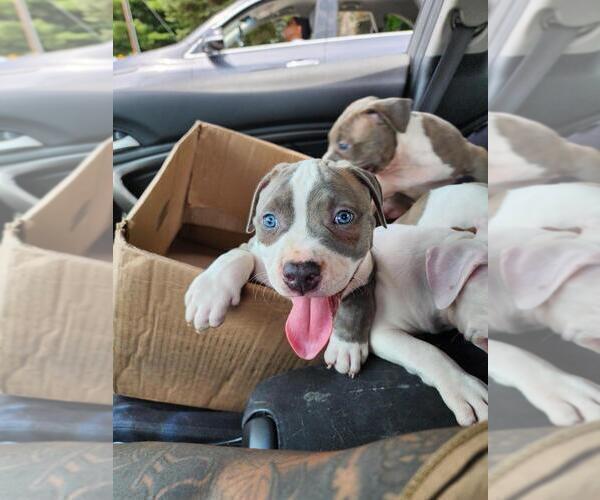 Medium Photo #6 American Bully Puppy For Sale in HARRISBURG, PA, USA