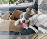 Small #5 American Bully