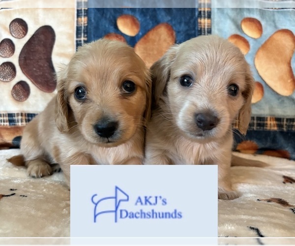 Medium Photo #1 Dachshund Puppy For Sale in CHARLOTTESVILLE, VA, USA