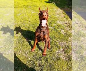 Father of the Doberman Pinscher puppies born on 08/30/2021