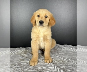 Golden Retriever Puppy for sale in INDIANAPOLIS, IN, USA